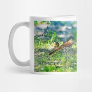 Brown Thrasher Mug